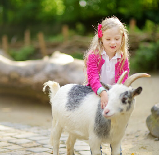 Cute little girl petting and feeding a goat at petting zoo. Child playing with a farm animal on sunny summer day. Kids interacting with animals.